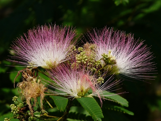 {Albizia julibrissin}